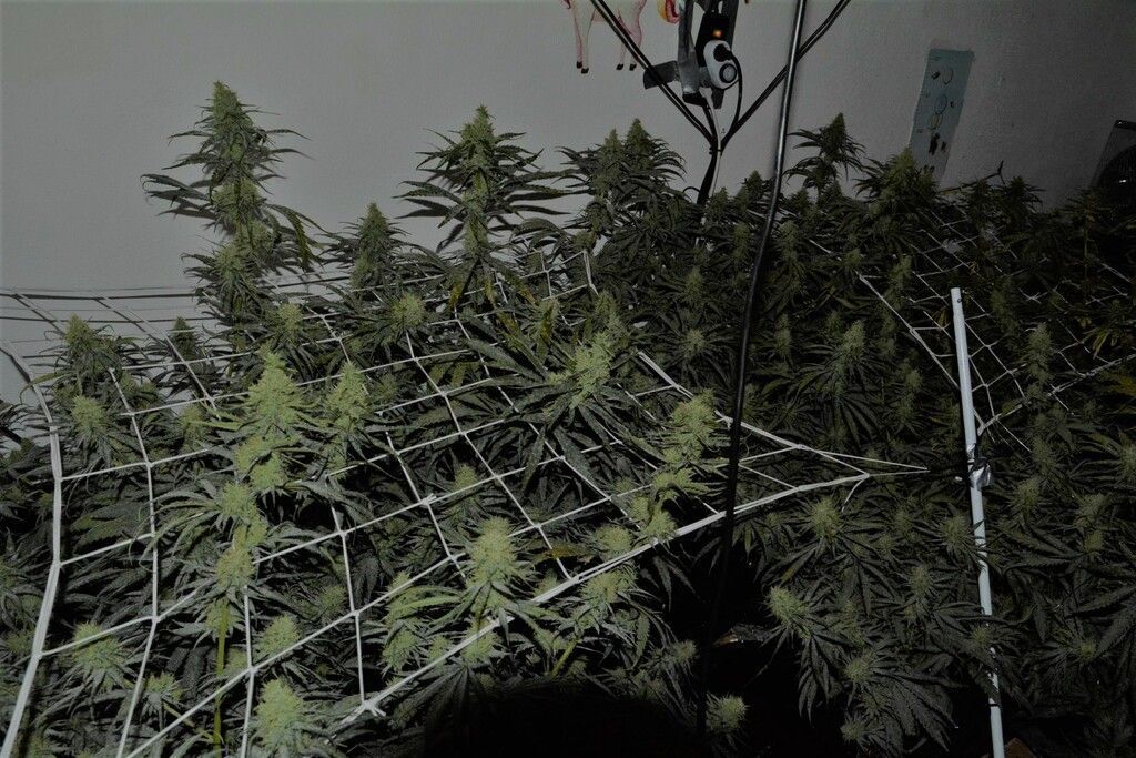 Cannabisplantage in ehemaligem Kinderzimmer entdeckt