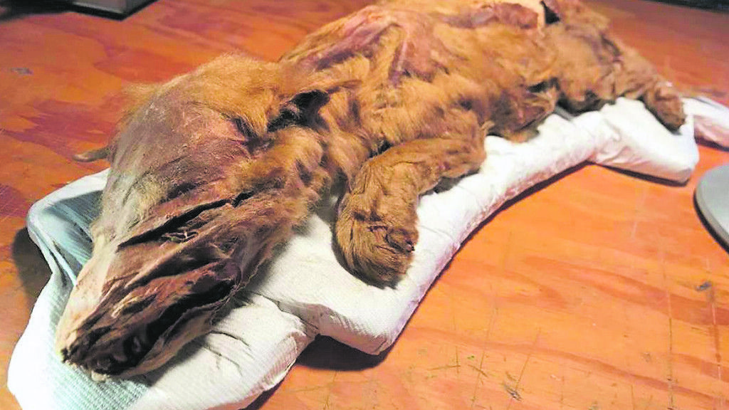 Forscher untersuchten Wolf aus dem Permafrost