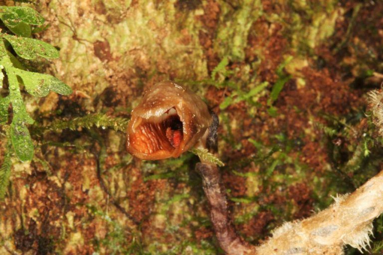 Die Pflanze wurde auf Madagaskar entdeckt. Reuters