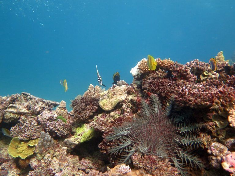 Die Überlebensaussichten des Great Barrier Reef beurteilt die IUCN als „kritisch“. AFP