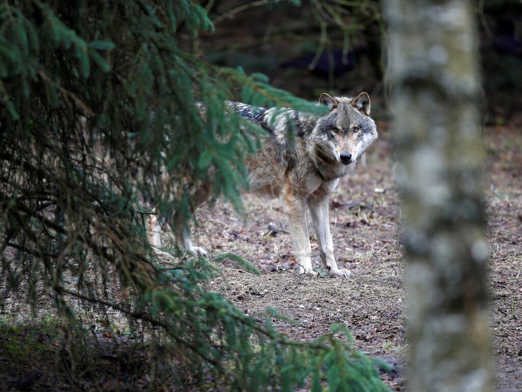 Immer mehr Wölfe in Bayern