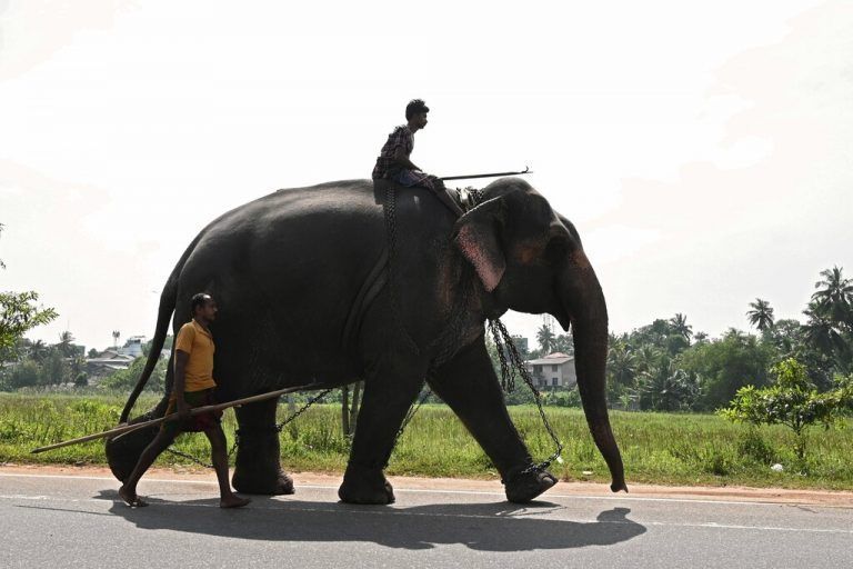 Dieser Mahut, ein Elefantenführer, reitet mit seinem Dickhäuter über eine Straße in Piliyadala, einem Vorort von Colombo. AFP