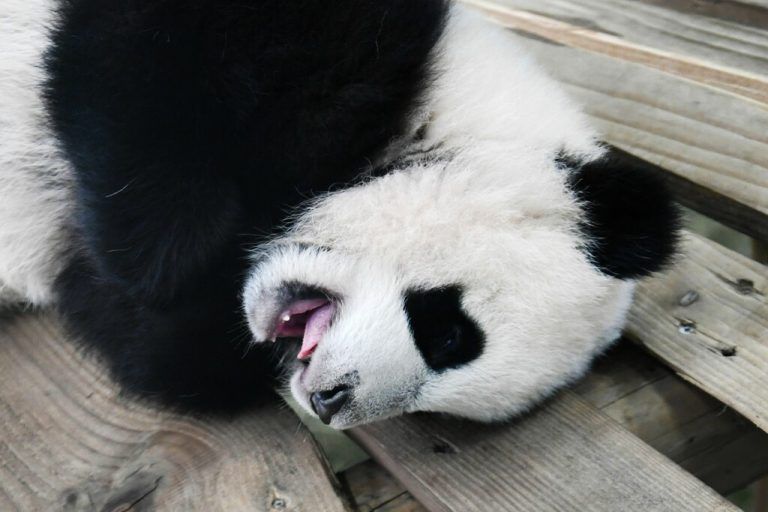 Fan Xing ist der erste Riesenpanda, der in den Niederlanden geboren wurde. Afp