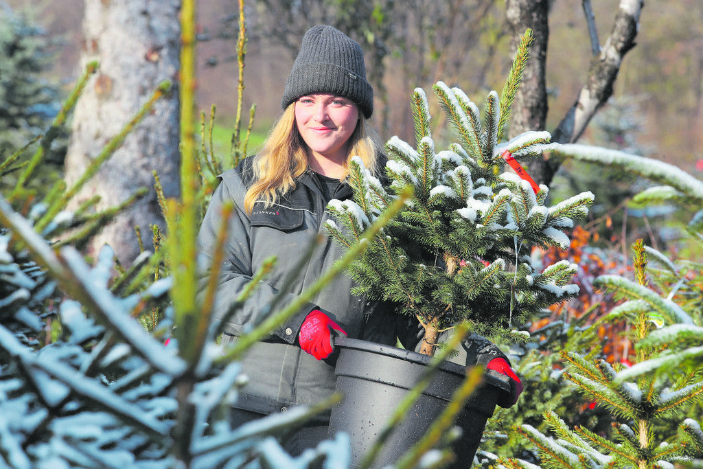 O Tannenbaum!