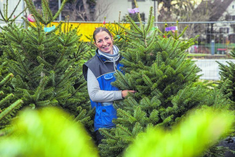 Christbaum-Verkauf läuft auf Hochtouren
