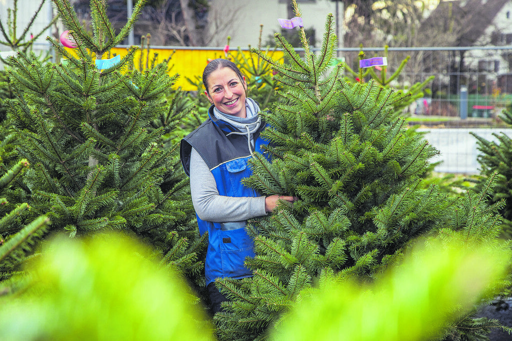 Christbaum-Verkauf läuft auf Hochtouren