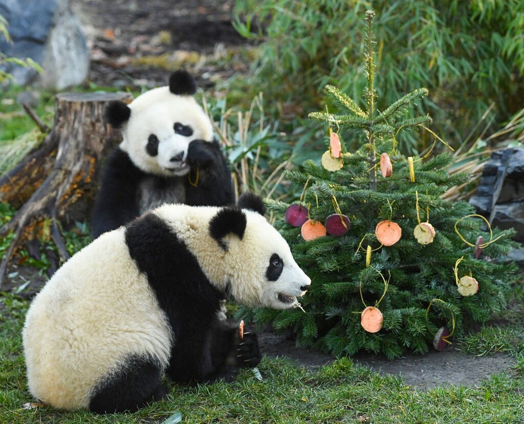 Bescherung im Zoo