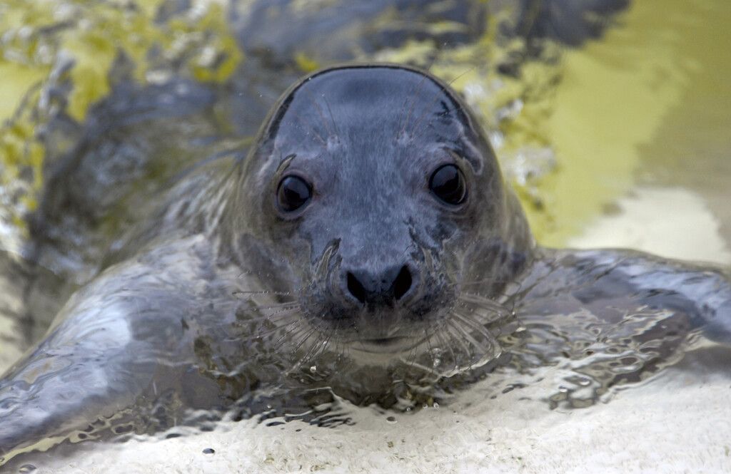 Tierische Gewinner und Verlierer
