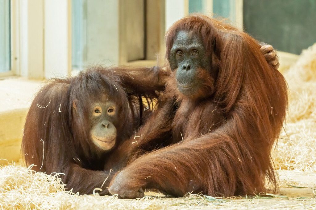 Orang-Utans haben sich gut eingelebt