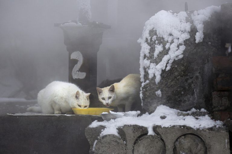 Streunende Katzen fressen in Omsk in der Nähe von Heizungsrohren. AP