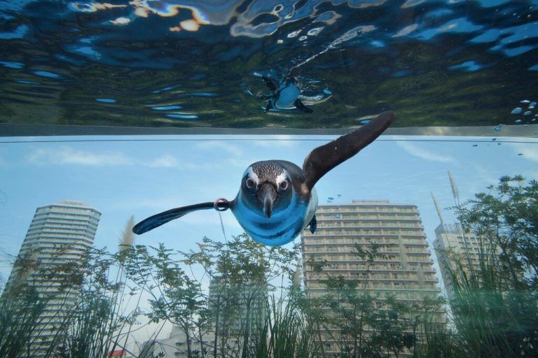 Vor einer Wolkenkratzerkulisse schwimmen afrikanische Pinguine durch ein Wasserbecken im Sunshine Aquarium in Tokio. AFP
