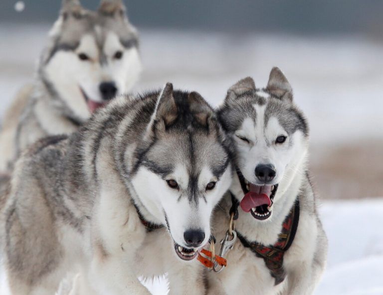 Während einer Trainingseinheit im Schnee von Chelford, Großbritannien, geben diese Huskies alles. reuters