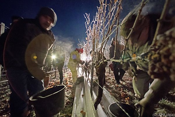 Kälte machte Eisweinernte im Burgenland möglich