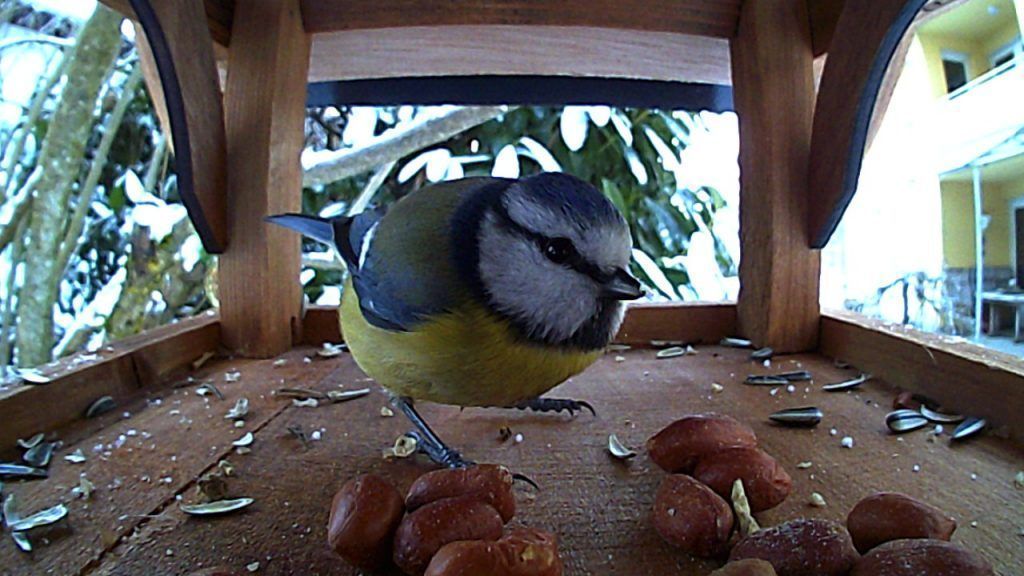 Fotografische ­Vogelfalle