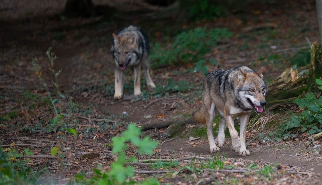 Wolfsalarm bei Sibratsgfäll: Mehrere Wildtiere gerissen