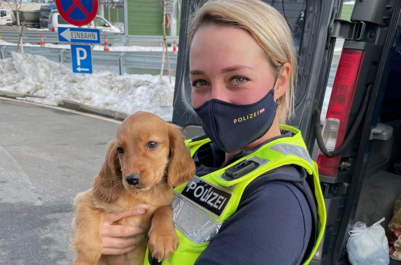 Illegaler Welpentransport in Hörbranz aufgedeckt