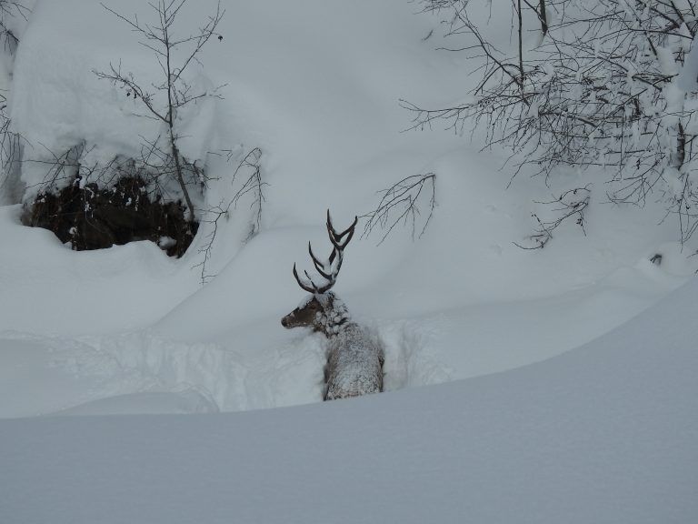 Oft flüchtet Rotwild im Winter Richtung Tal durch den Schnee und schafft es nicht mehr zurück. <span class="copyright">Schatz</span>