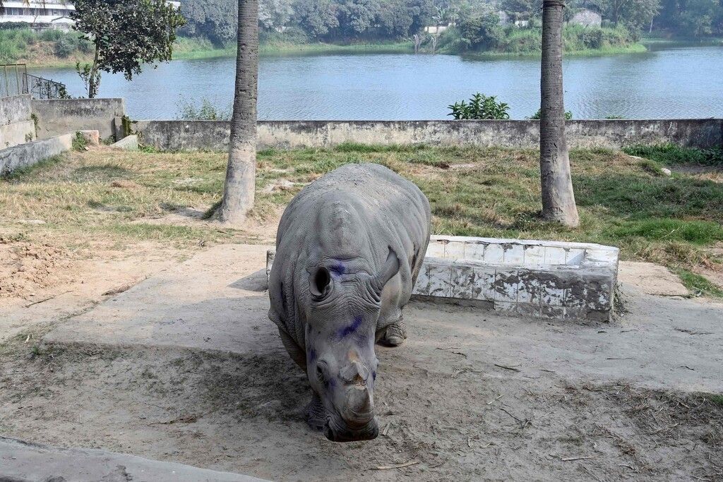 Einsames Nashorn bekommt Gesellschaft