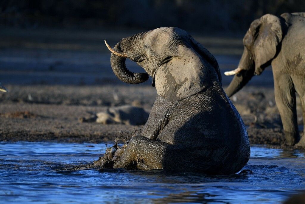 Mysteriöses Elefantensterben in Botswana geht weiter