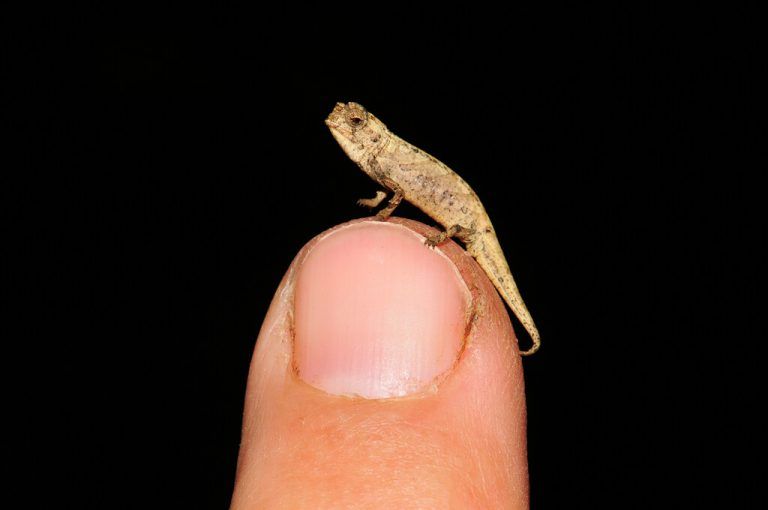 Die Art „Brookesia nana“ sei die kleinste unter 11.500 Reptilienarten. F. Glaw/SNSB/ZSM