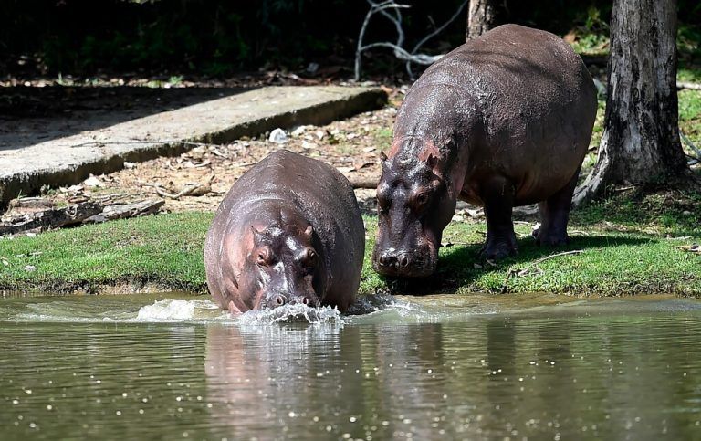 Die Nilpferde von Drogenbaron Pablo Escobar haben sich stark vermehrt. AFP