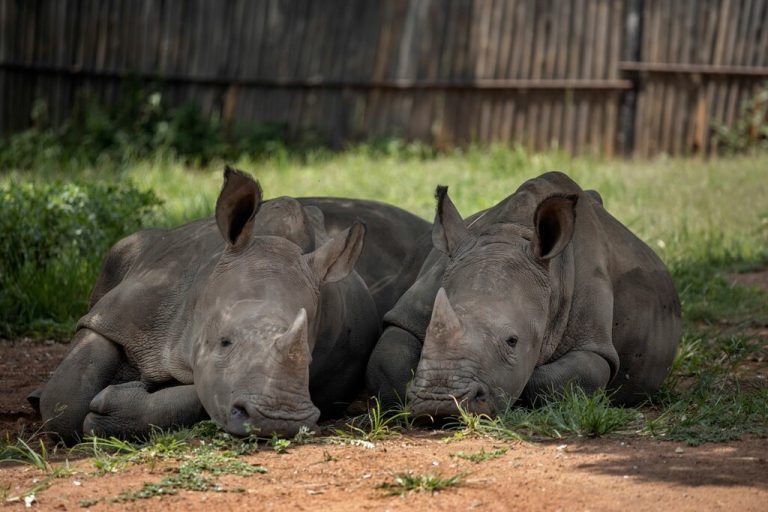 Siesta im Schatten