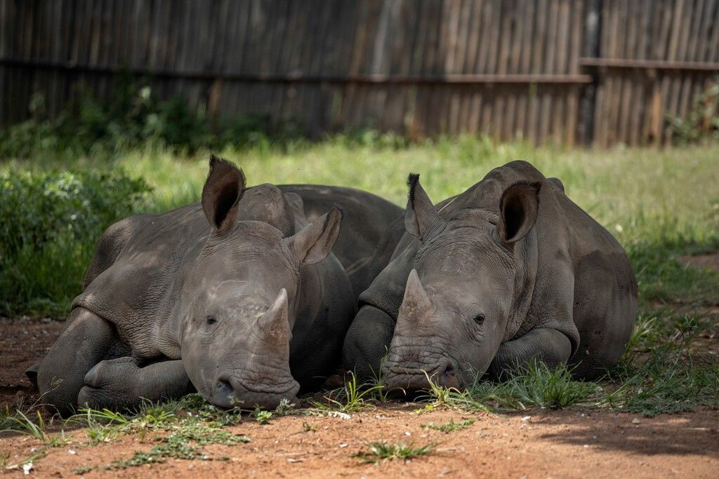 Siesta im Schatten