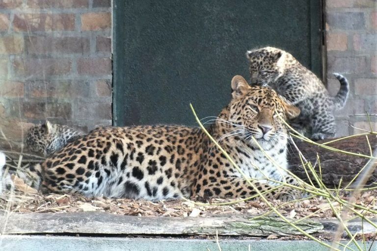 Leoparden-Zwillinge
