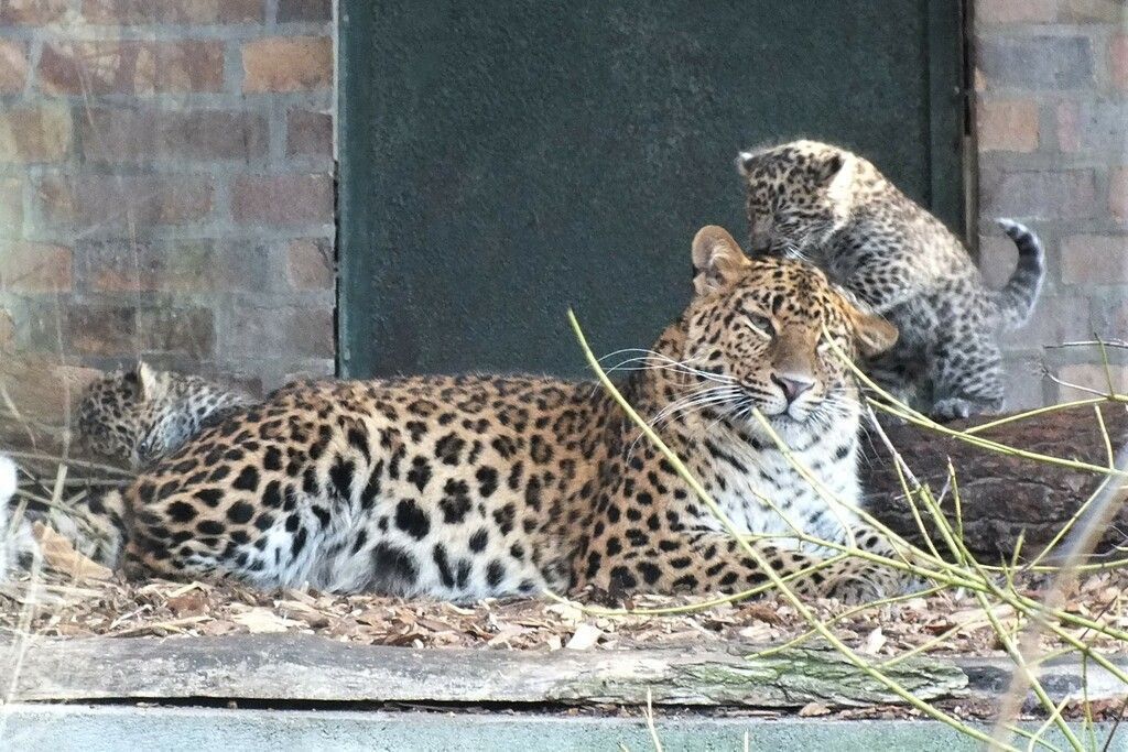 Leoparden-Zwillinge