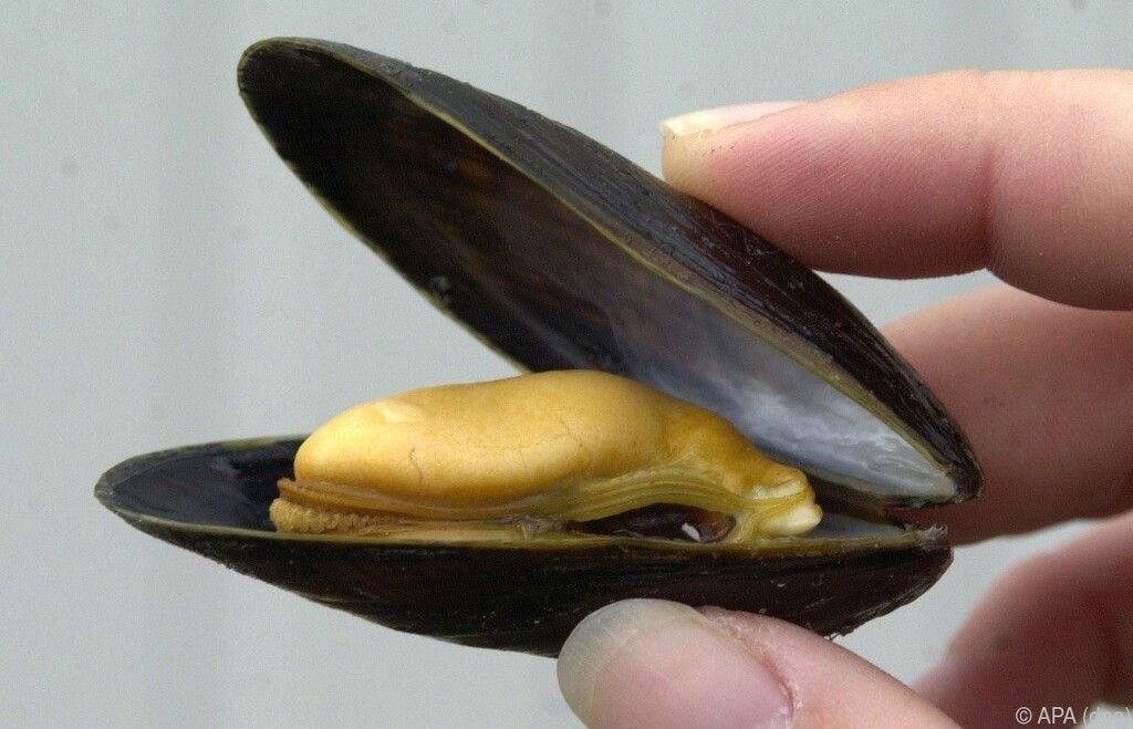 Mikroplastik in Muscheln ­nachgewiesen