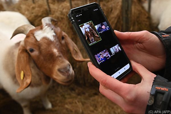 Britische Ziegen können für Video-Konferenzen gebucht werden