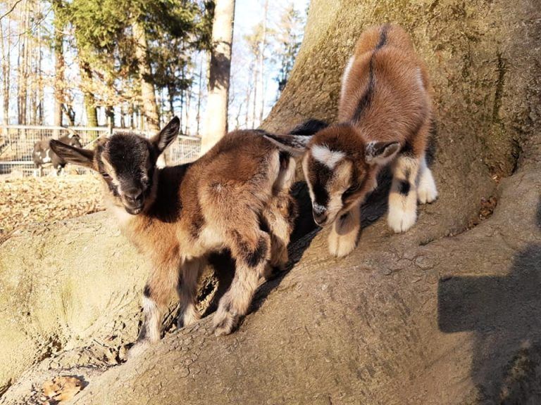 Neugierig erkunden die Ziegenbabys die Umgebung. <span class="copyright">Wildpark</span>