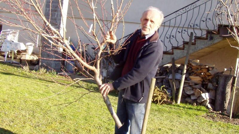 Ein Obstbaum-Vandale sägt in Mäder herum