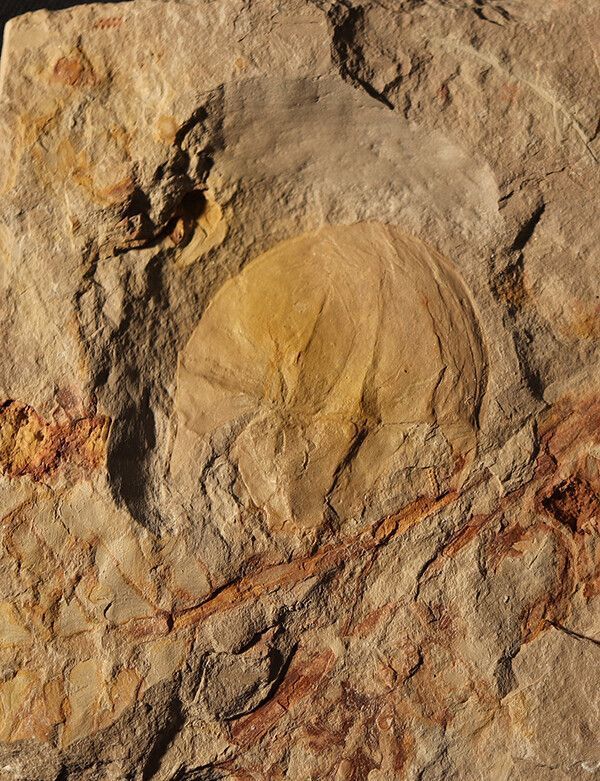 Entdecktes Fossil gehört zu bisher unbekannter Gattung