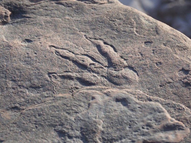 Der Fußabdruck soll 220 Millionen Jahre alt sein. Twitter/Amgueddfa Caerdydd