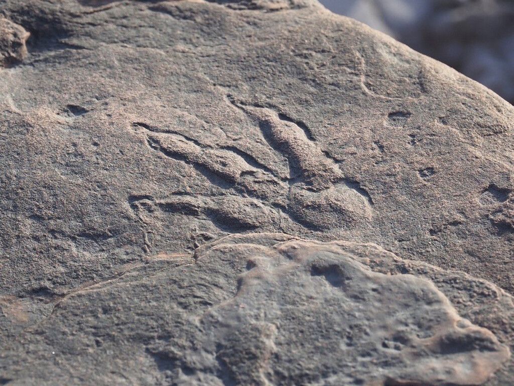 Vierjährige findet bei Spaziergang Dinosaurier-Fußabdruck