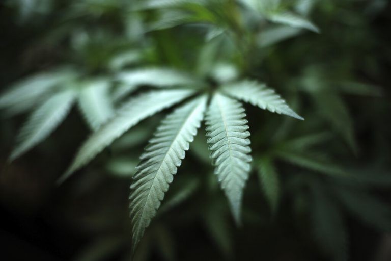 Die Beamten haben in einem Hotelgebäude 1420 Cannabispflanzen entdeckt. AP