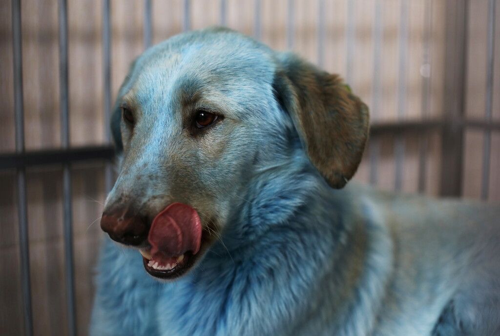 Rätsel um blaue Hunde in Russland