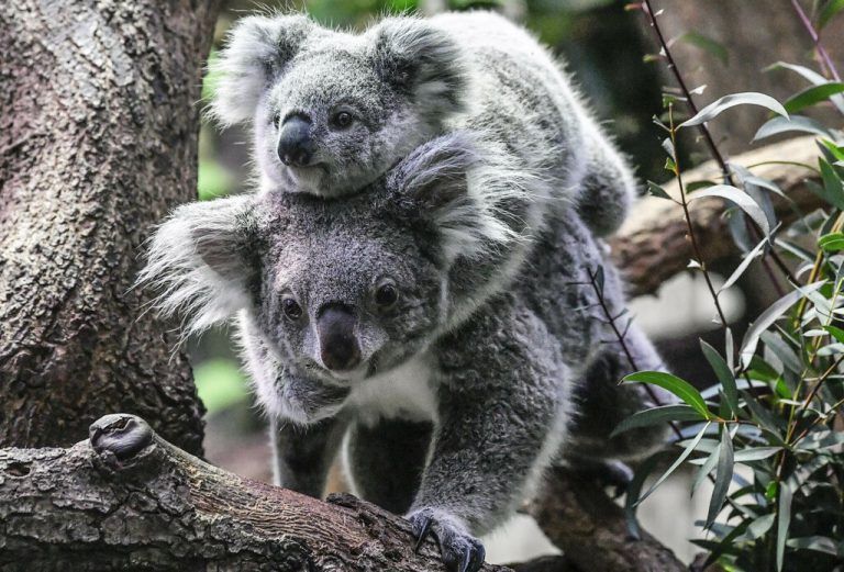 Koala im Huckepack