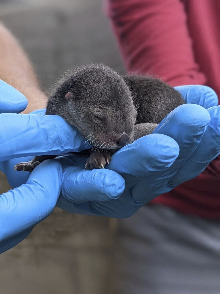 Kleiner Flussotter