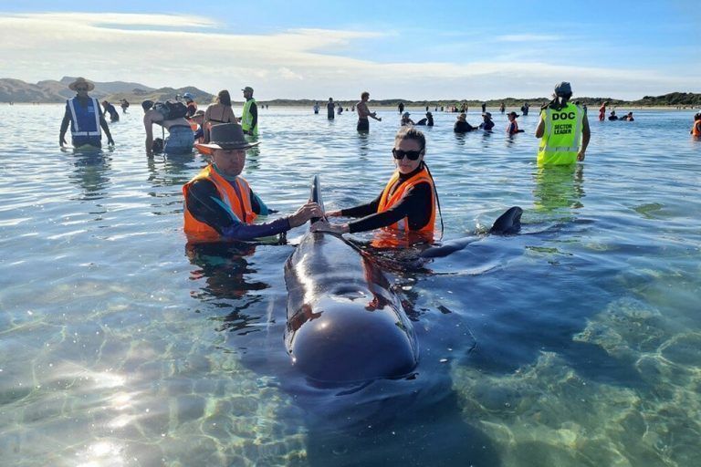 Freiwillige Helfer kühlten die Tiere bis zum Einsetzen der Flut. afp