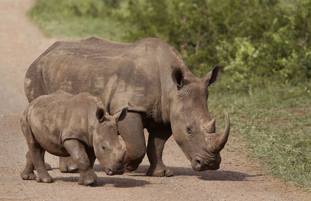Nashorn-Wilderei ausgebremst