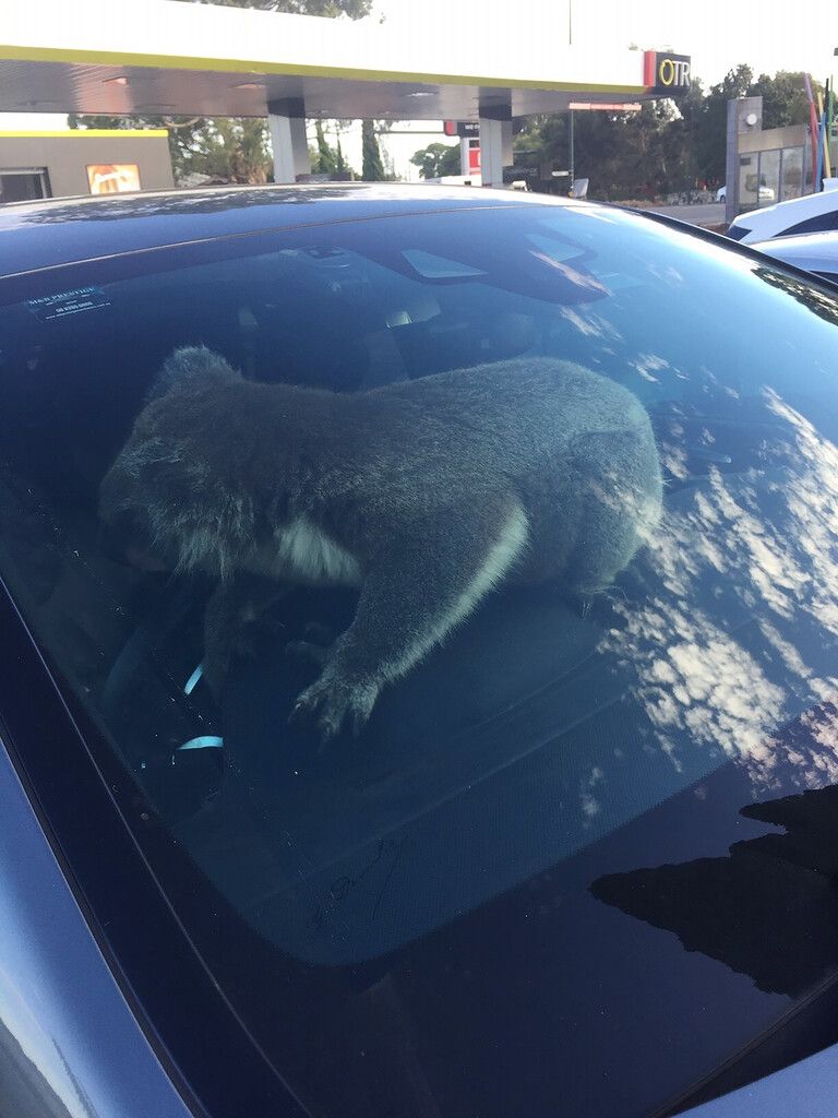 Koala übernimmt Steuer seiner Retterin