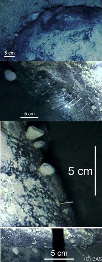 Unter 900 Meter dickem Eis: Leben unter Extrembedingungen