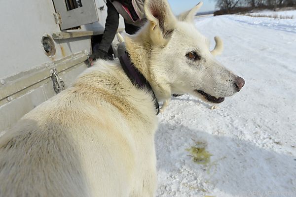 Schlittenhunderennen &#8220;Iditarod&#8221; startet auf kürzerer Strecke