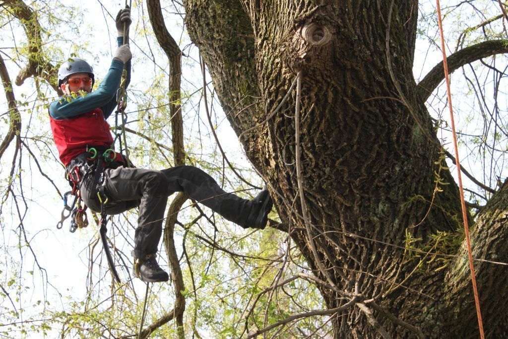Baumpflege im Stadtgebiet