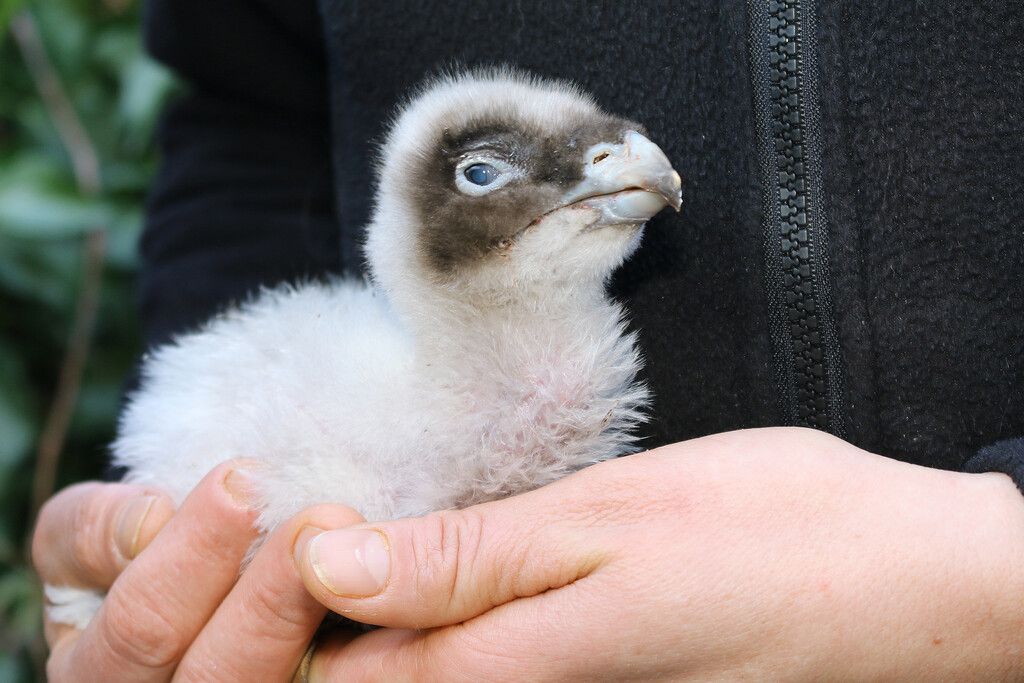 Bartgeier-Paar im Tiergarten Schönbrunn adoptierte Küken