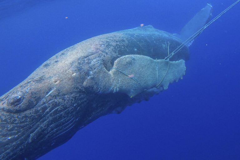 Der junge Buckelwal hatte sich in einem 30 Meter langen Netz verfangen. AP