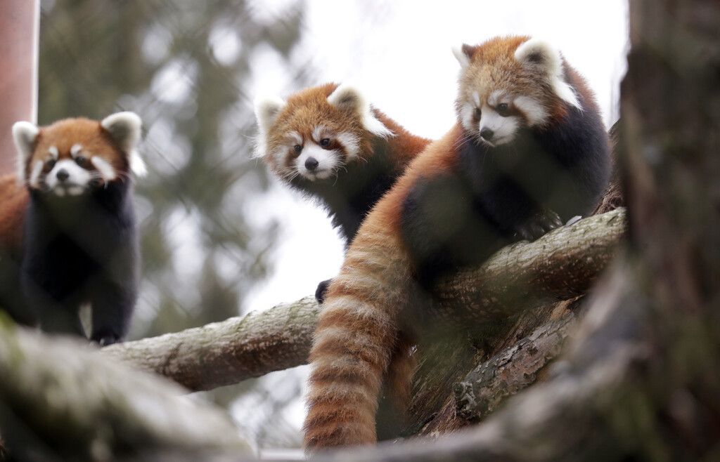 Süße Mini-Pandas