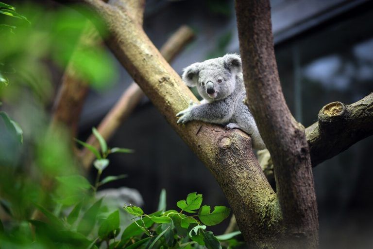 Koala heißt "Tarni"